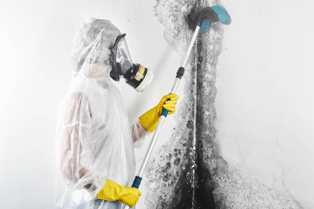 Biohazard Mold Removal in Totowa, NJ