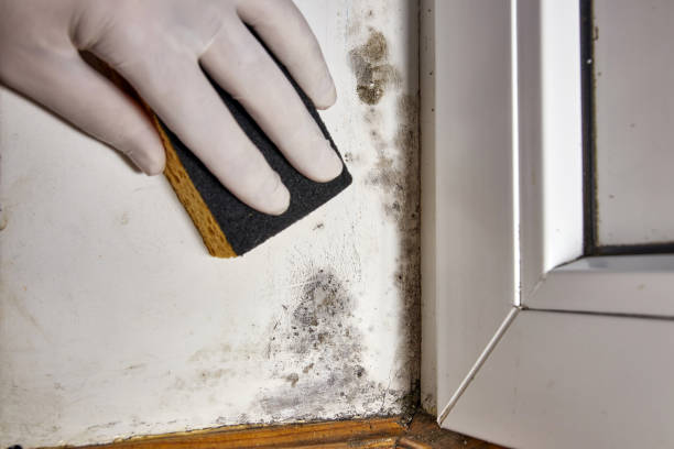 Best Real Estate Mold Inspection  in Totowa, NJ