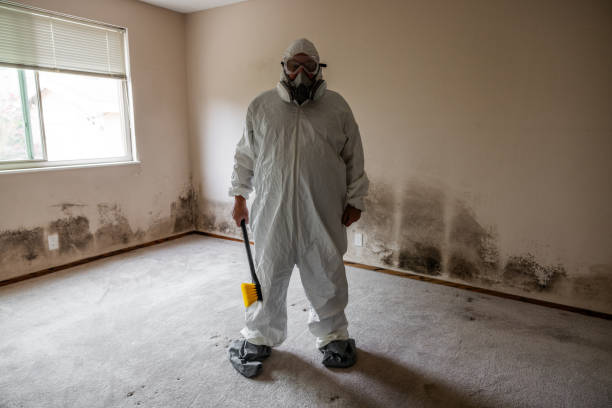 Best Basement Mold Removal  in Totowa, NJ